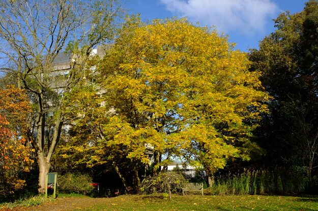 November tree photo