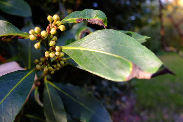 November close-up photo