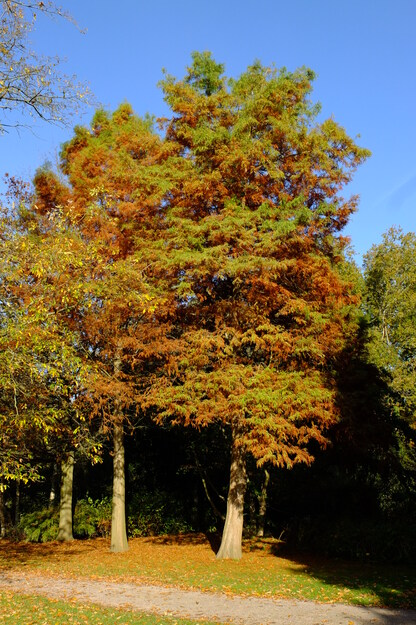 Harris Garden tree photo