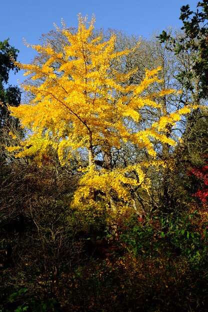 Harris Garden tree photo