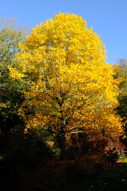 Harris Garden tree photo