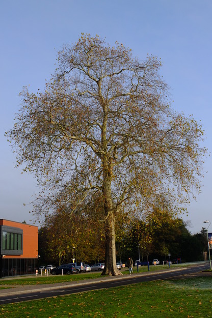 November tree photo