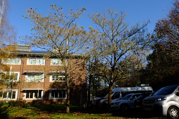 November tree photo
