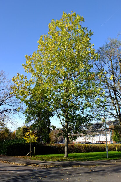 East Road tree photo