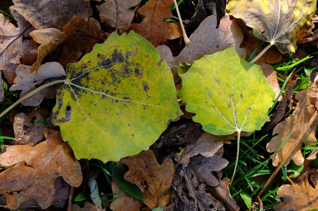 November close-up photo