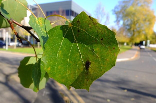November close-up photo