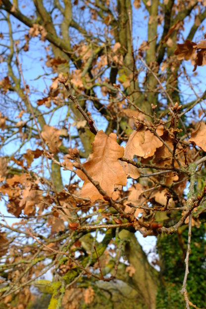 November close-up photo