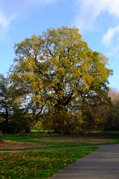 Causeway Bridge tree photo