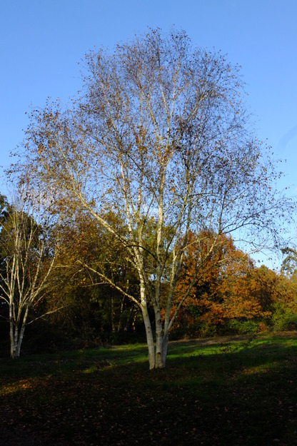 November tree photo