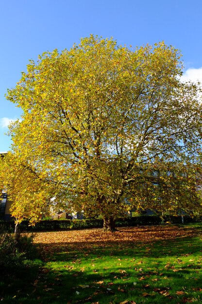 Childs lawn tree photo