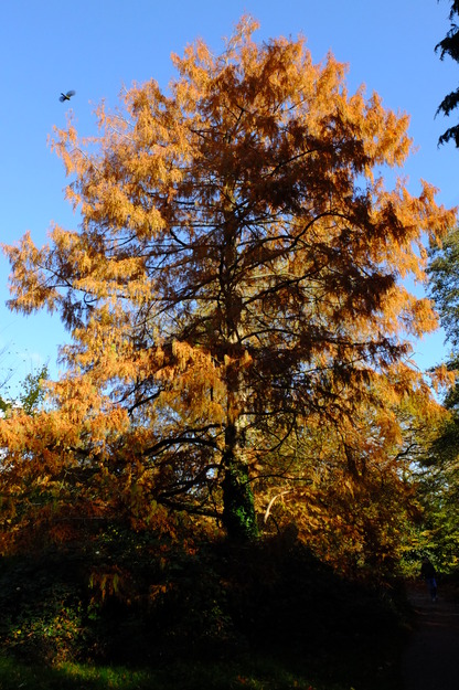 November tree photo