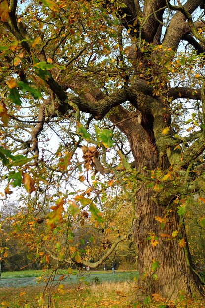 November close-up photo