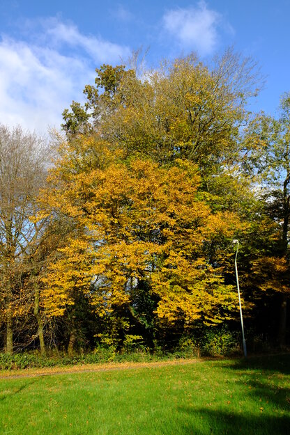 Foxhill tree photo