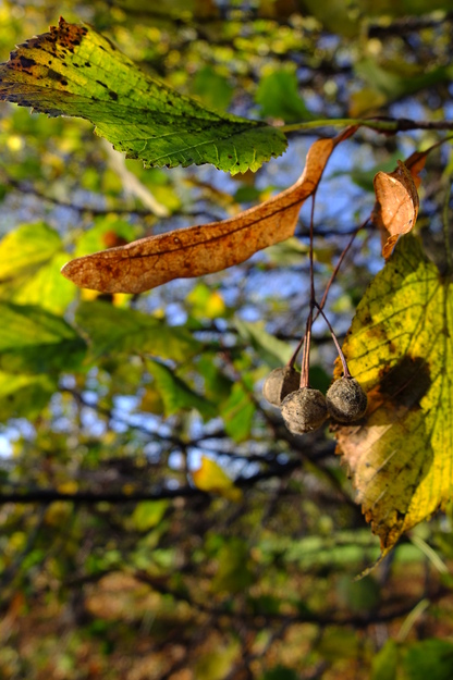 November close-up photo