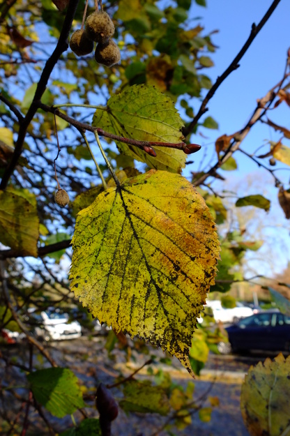 November close-up photo