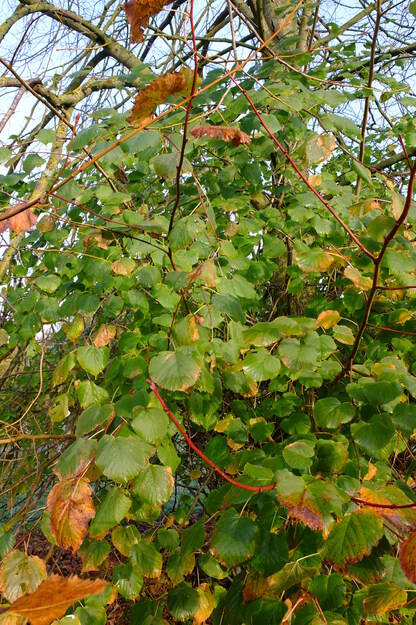 November close-up photo