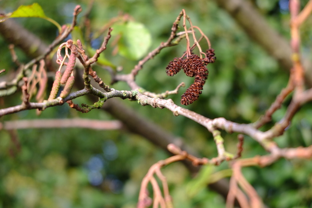 November close-up photo
