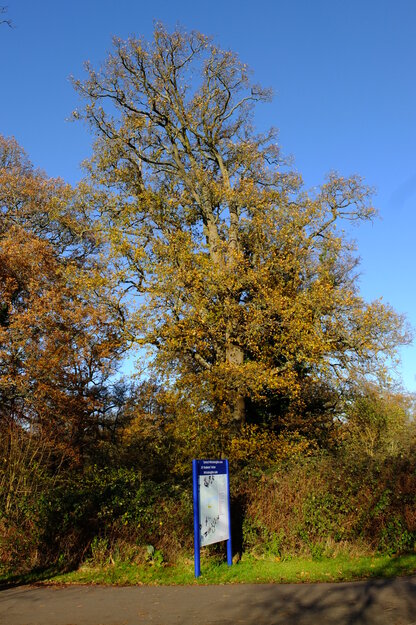 Causeway Bridge tree photo