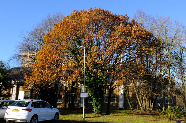 November tree photo