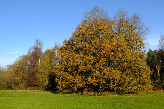 November tree photo