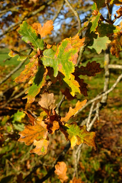 November close-up photo