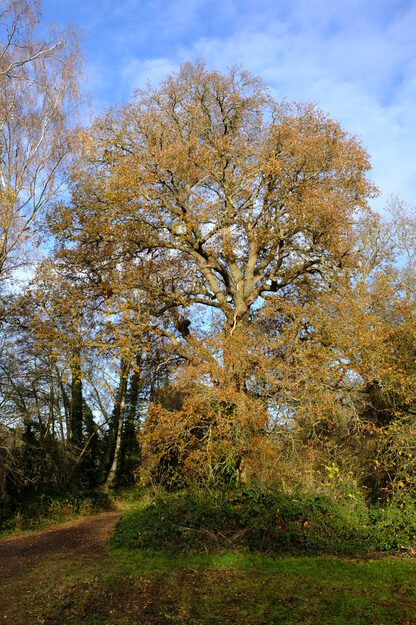 East lakeside tree photo