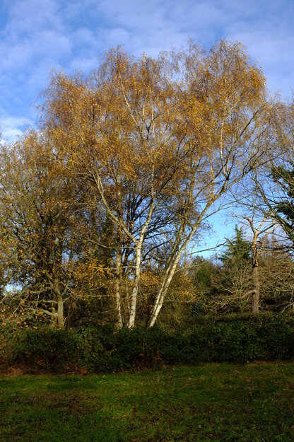 East lakeside tree photo