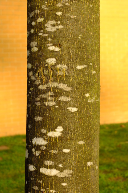 December close-up photo
