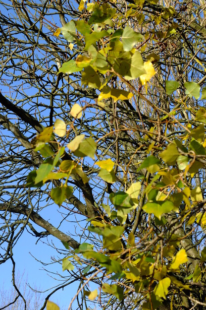 November close-up photo