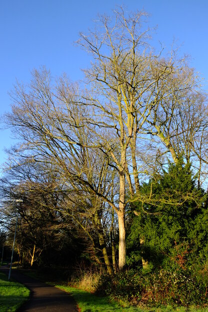 January tree photo