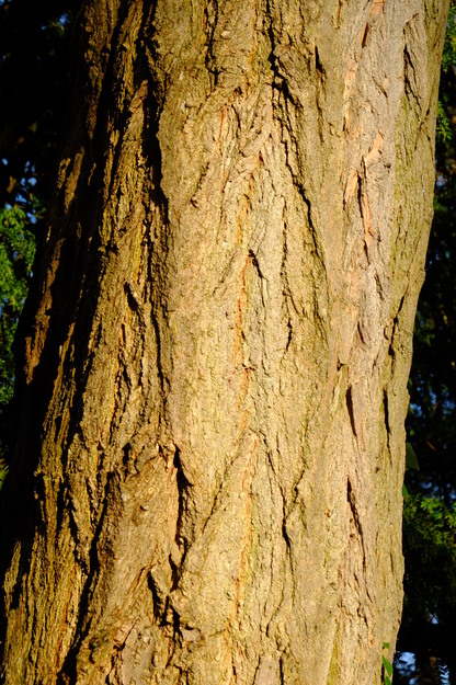 January close-up photo