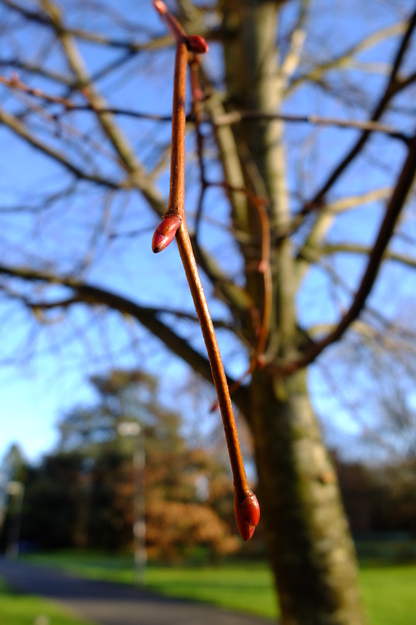 January close-up photo