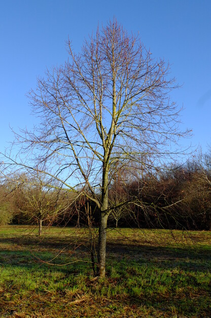 January tree photo