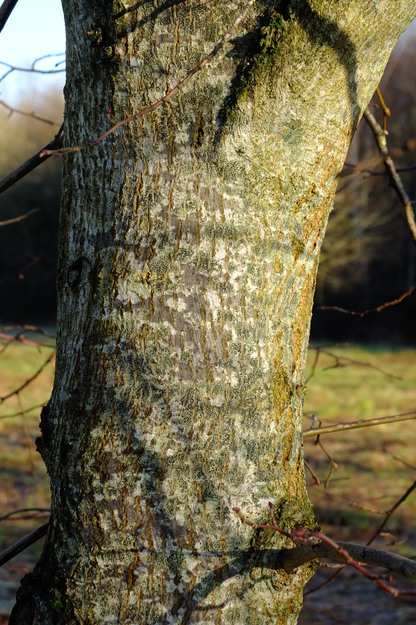 January close-up photo