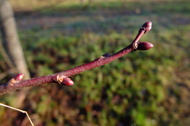 January close-up photo