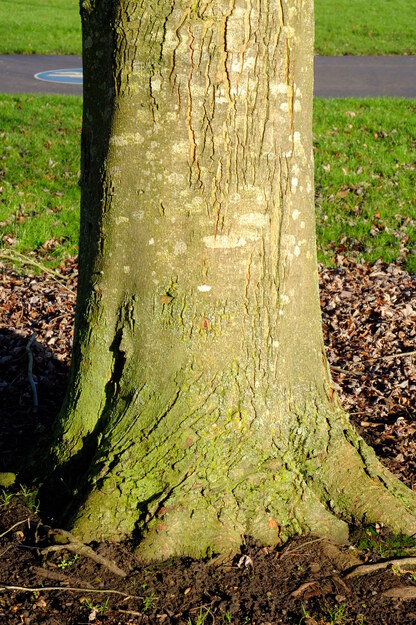 January close-up photo