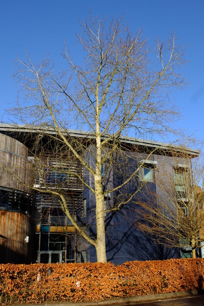 January tree photo