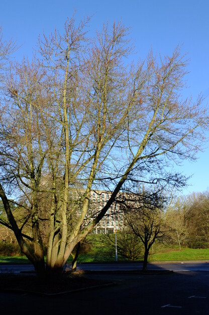 January tree photo