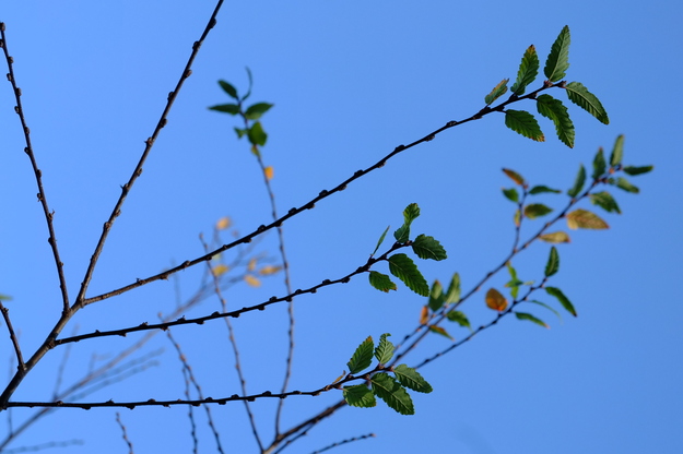 January close-up photo