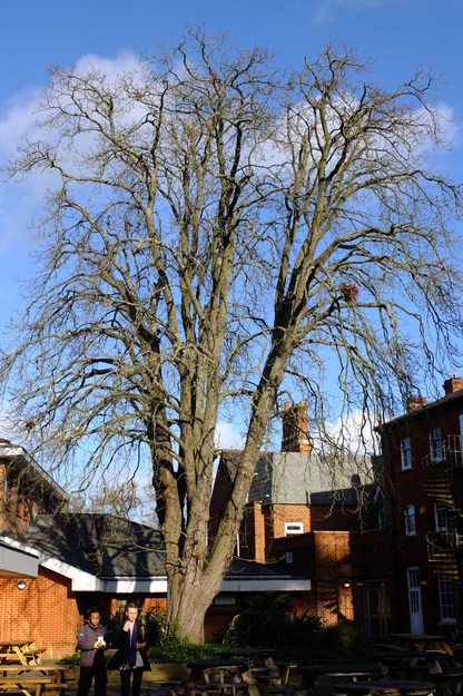 November tree photo