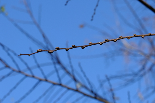 January close-up photo