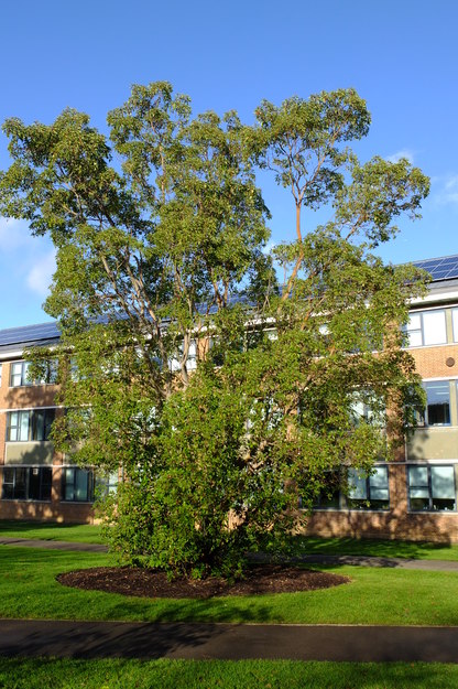 November tree photo