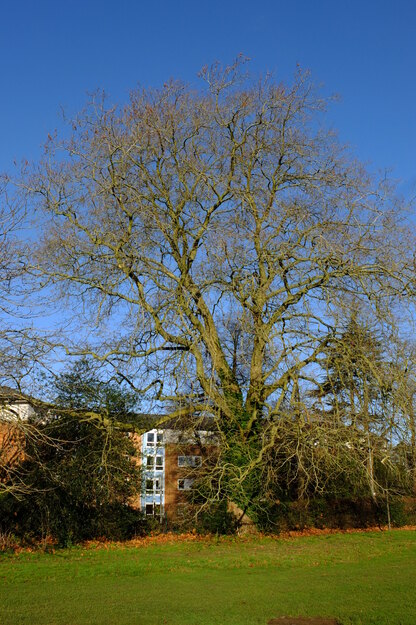 January tree photo