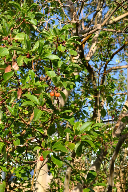 November close-up photo