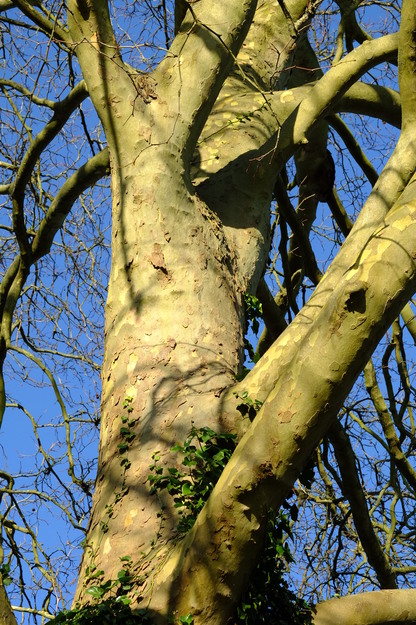 January close-up photo