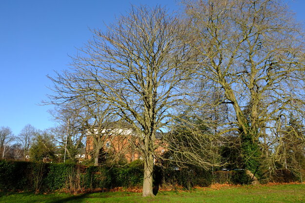 January tree photo