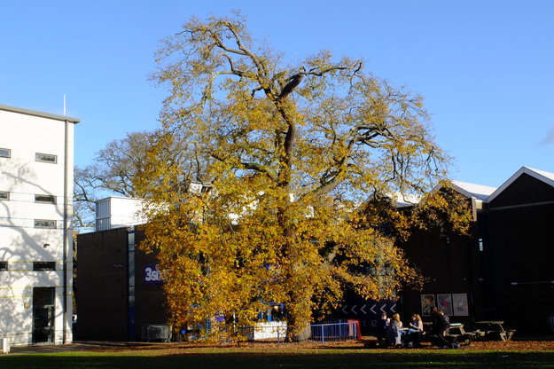 Palmer Quad tree photo