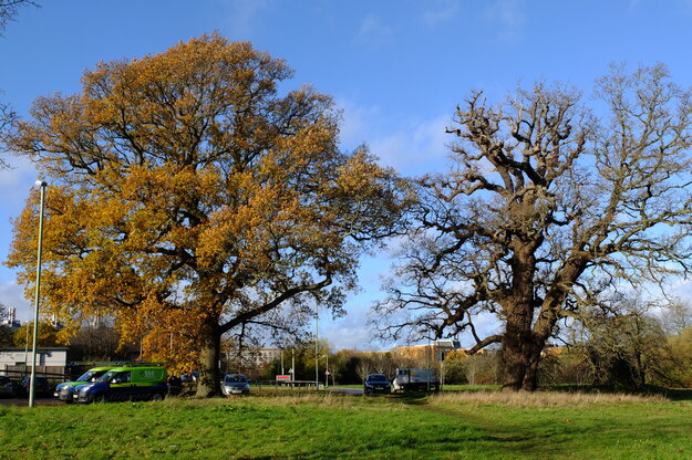 Nursery meadow tree photo