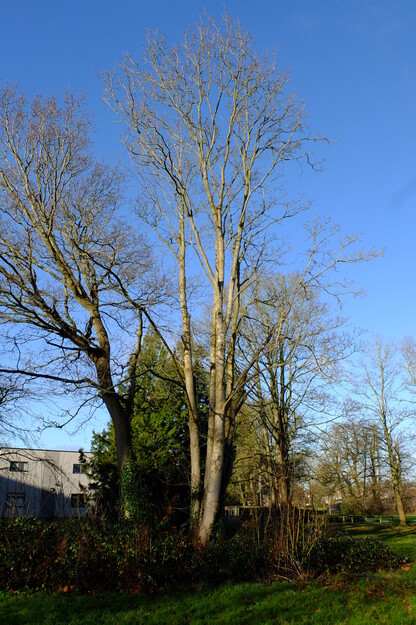 January tree photo