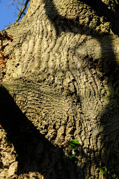 January close-up photo